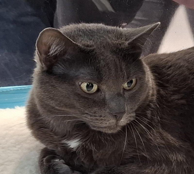 Serena Femelle Chartreux Serena Femelle Chartreux
