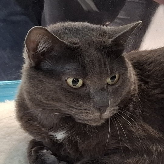 Serena Femelle Chartreux
