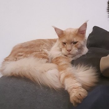 chat Maine coon red blotched tabby Umi Chatterie des KittyCat's Land chat Maine coon red blotched tabby Umi Chatterie des KittyCat's Land