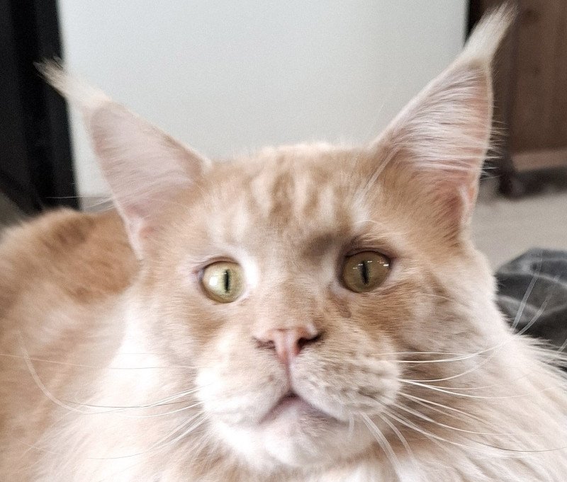 Umi Mâle Maine coon Umi Mâle Maine coon