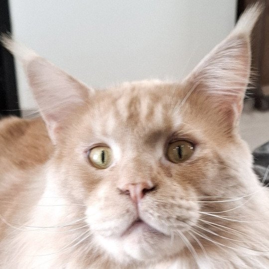 Umi Mâle Maine coon