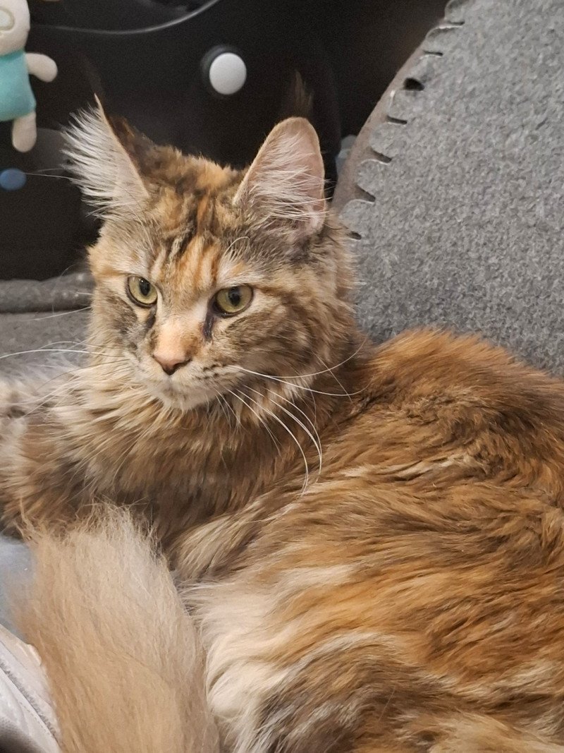 Yuna Femelle Maine coon Yuna Femelle Maine coon