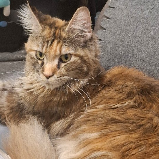 Yuna Femelle Maine coon